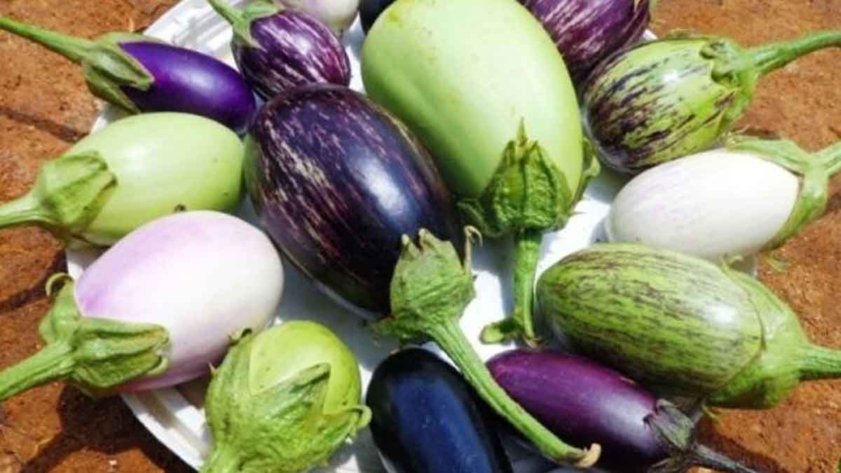 amazing health benefits of brinjal 