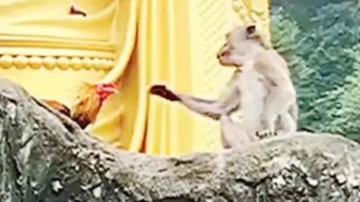 Viral Video : కోతికి చుక్కలు చూపించిన కోడి.. ఎడా పెడా చెంప దెబ్బలు కొట్టుకున్నాయి.. వీడియో.. Viral Video chicken tried to hit monkey what happened next