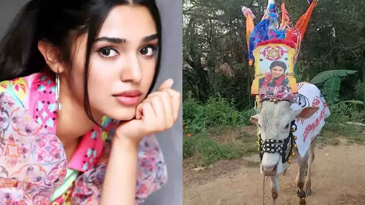 Krithi Shetty : గంగిరెద్దుపై కృతిశెట్టి పోస్టర్.. అందుకు ఆమె ఎలా స్పందించిందో తెలుసా.. Krithi Shetty reponded after seeing her poster on gangireddu