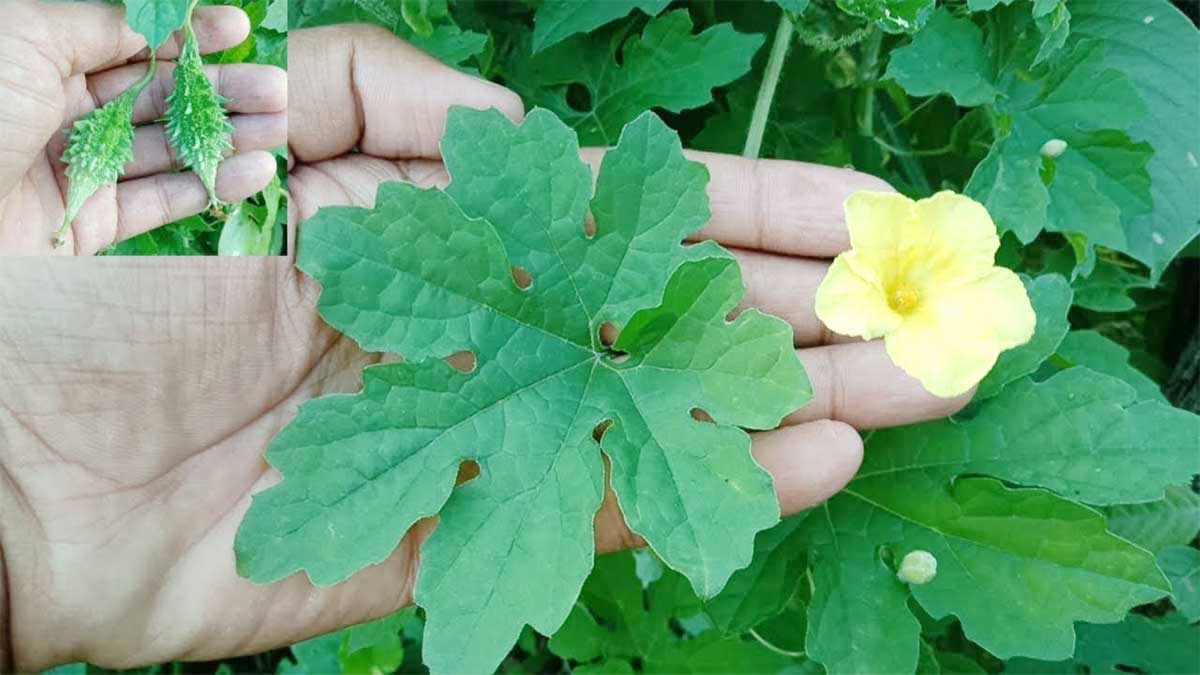 Bitter Gourd Leaves : కాకర ఆకుల వల్ల కలిగే లాభాలు తెలిస్తే.. అసలు విడిచిపెట్టరు..! Bitter Gourd Leaves can be helpful in these health conditions