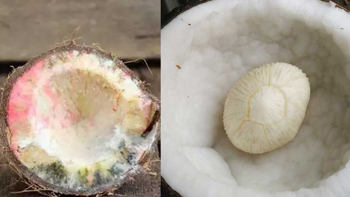 coconut breaking at god flower and spoil what happens 