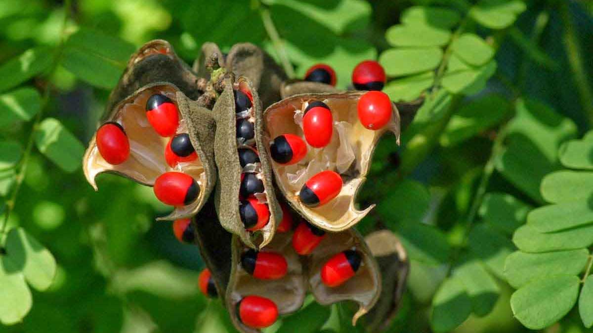 Gurivinda Seeds : గురివింద గింజలతో ఎన్నో ఉపయోగాలు.. తెలిస్తే వెంటనే ఇంటికి తెచ్చుకుంటారు..! Gurivinda Seeds has many wonderful benefits must take