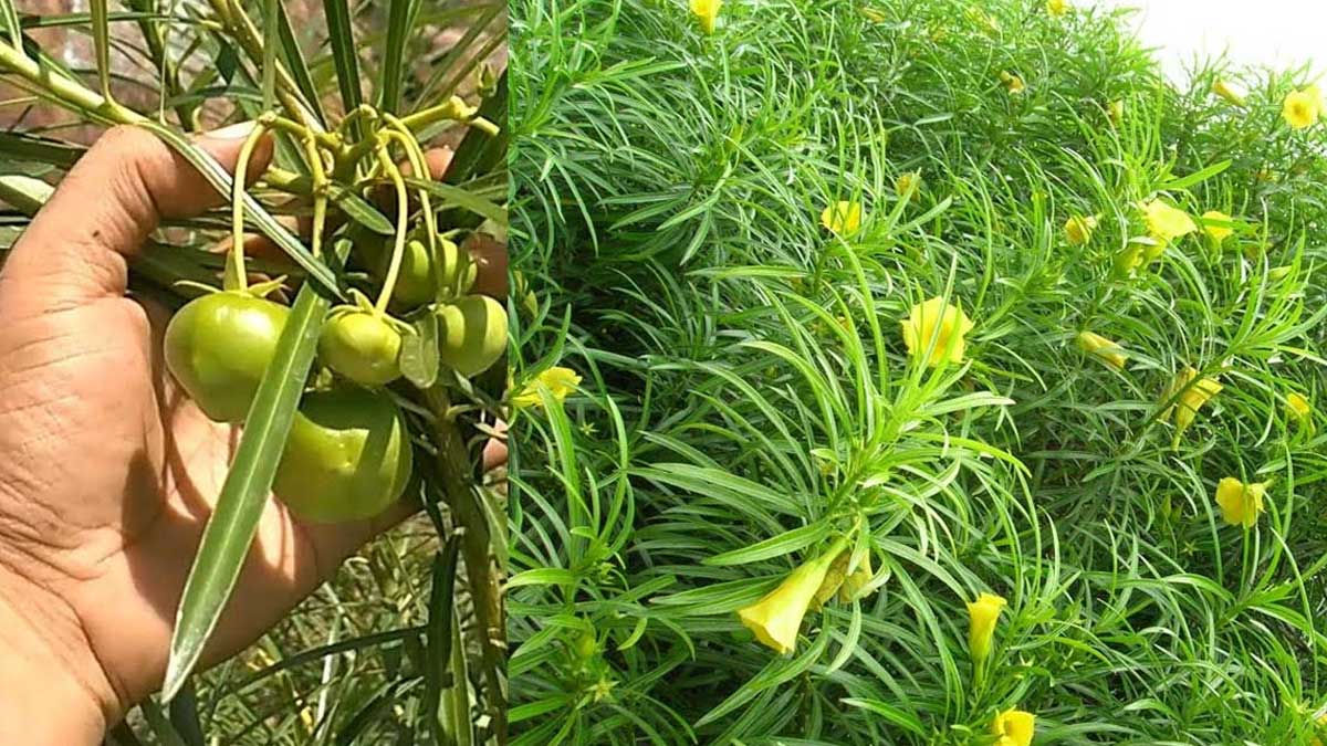 Pacha Ganneru : ఈ చెట్టు ఎక్కడ కనపడినా.. విడిచిపెట్టకండి.. ఎన్నో లాభాలు కలుగుతాయి.. amazing health benefits of Pacha Ganneru