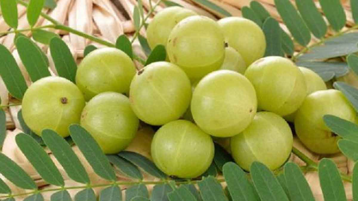 Amla : ఈ సీజన్లో అధికంగా లభించే ఉసిరి కాయలు.. తప్పక తీసుకోవాల్సిందే.. ఎన్ని లాభాలు కలుగుతాయో తెలుసా..? Amla benefits must take them in this season