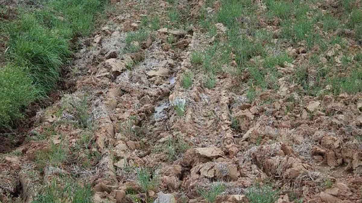 Cat In Image : ఈ ఫోటోలో ఓ పిల్లి దాగుంది.. 9 సెకన్లలో కనిపెడితే మీరు గ్రేట్.. ఓసారి ట్రై చేయండి.. Cat In Image can you identify it