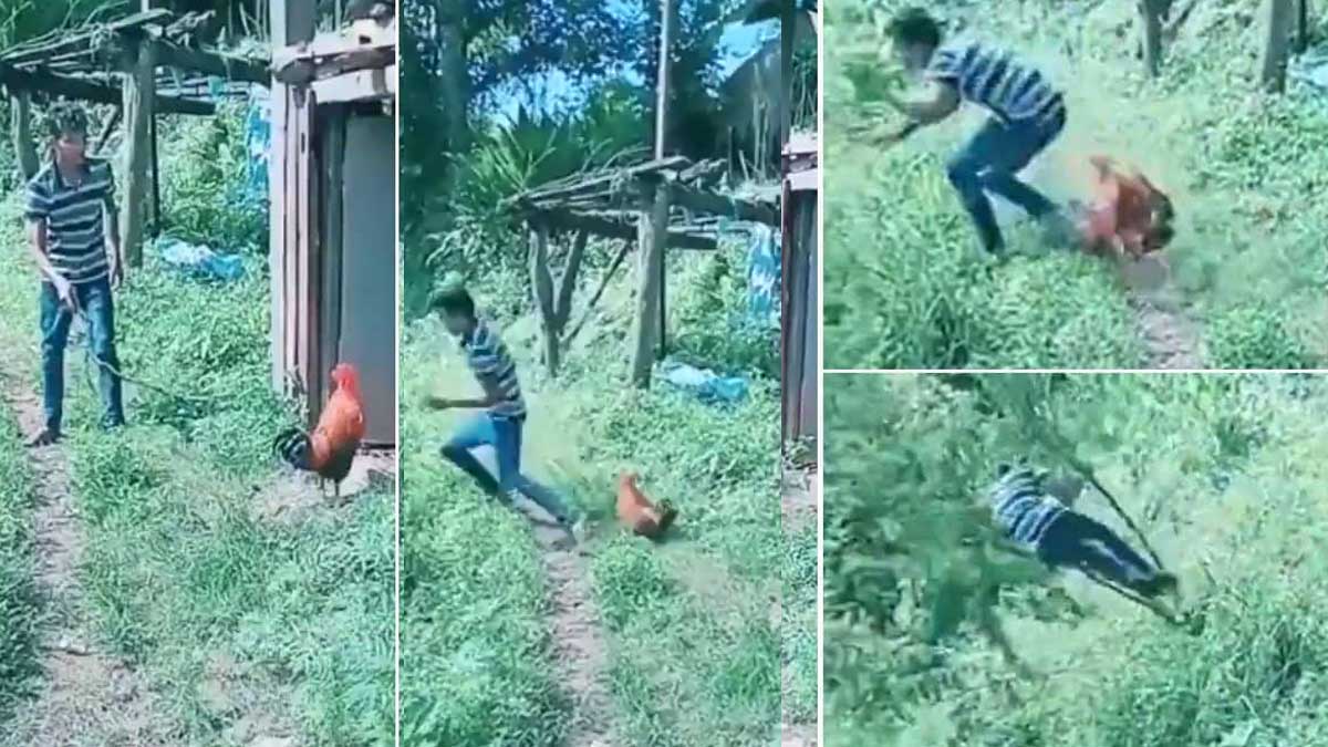 youth tried to chicken it followed him video 