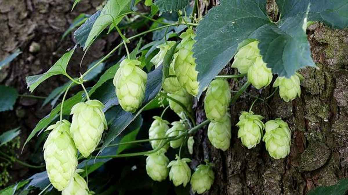 Hop Shoots : ప్రపంచంలోనే అత్యంత ఖరీదైన కూరగాయ ఇది.. కిలో రూ.85 వేలు.. ఎందుకు అంత ఖరీదంటే..? Hop Shoots world most expensive vegetable