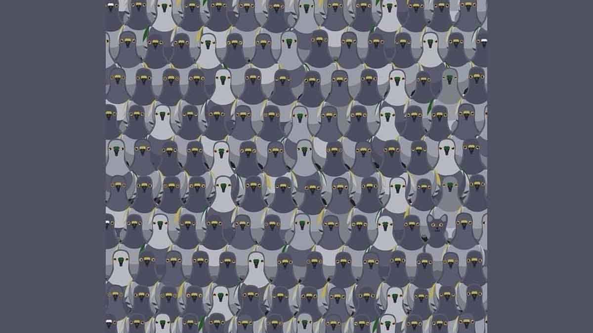 Viral Photo can you identify cat in these pigeons 