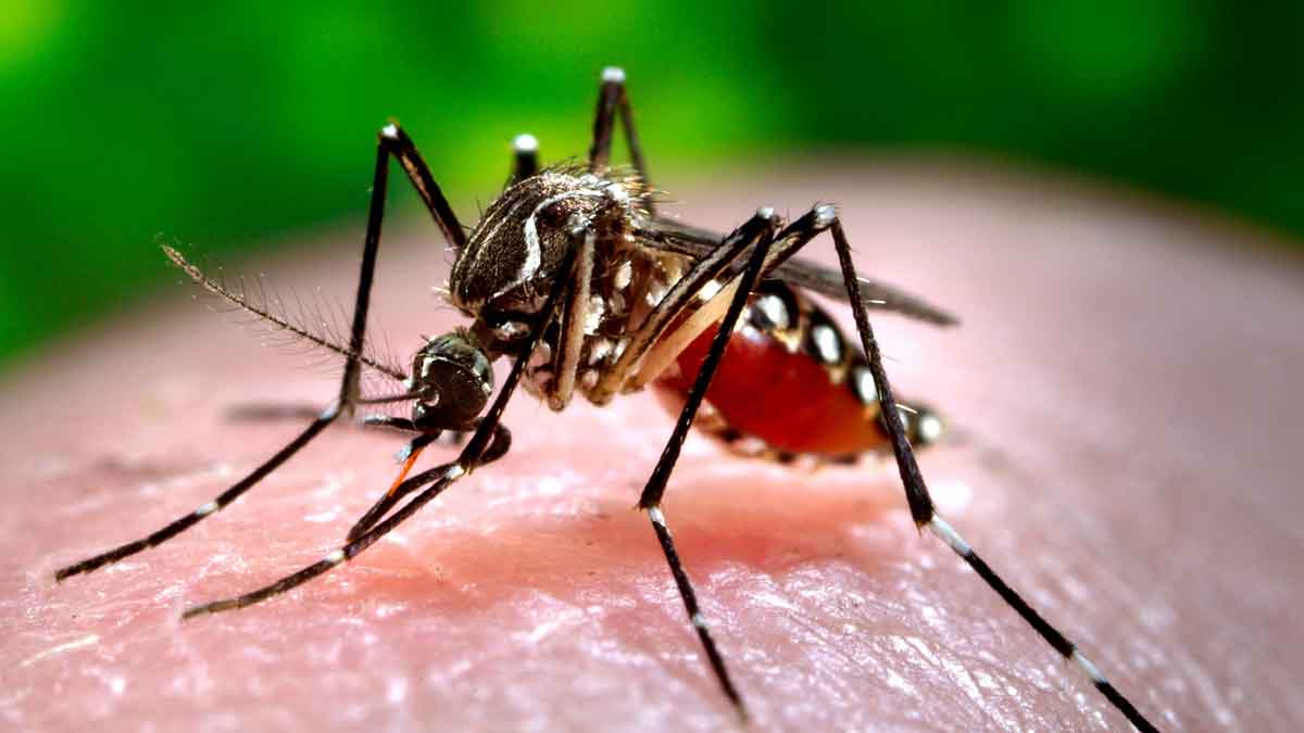 Mosquitoes : ఈ సింపుల్ చిట్కాతో దోమలను నిమిషాల్లో తరిమేయండి..! follow this simple tip to get rid of Mosquitoes