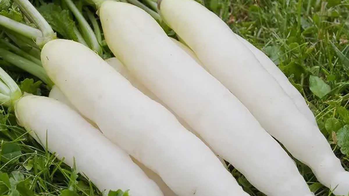 take radish regularly to control blood sugar levels 