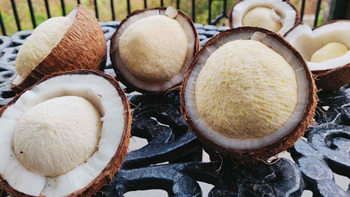 Coconut Flower : కొబ్బరి పువ్వు కనిపిస్తే విడిచిపెట్టకుండా తినండి.. దీంతో కలిగే లాభాలు తెలిస్తే.. వెంటనే తింటారు.. Coconut Flower benefits must eat know what happens
