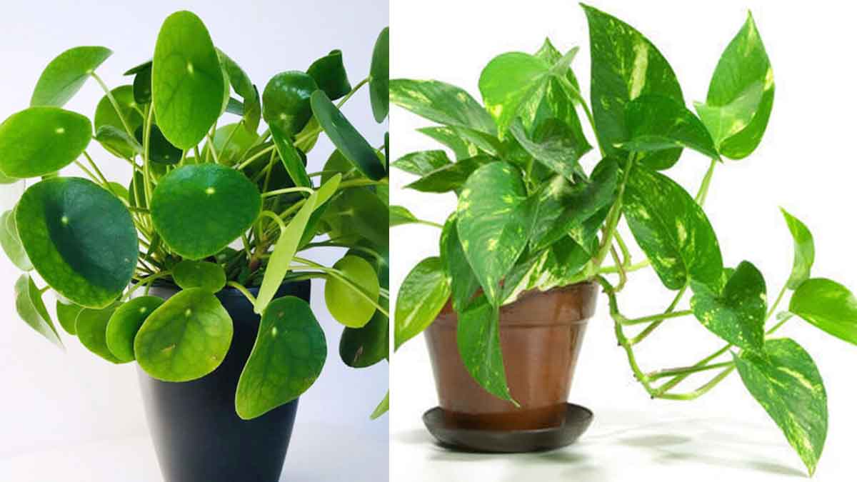 Vastu Plants : ఇంట్లో ఈ రెండు మొక్కలను పెంచుకోండి.. ధనం ప్రవాహంలా వస్తుంది.. Vastu Plants keep them in your house for wealth and luck