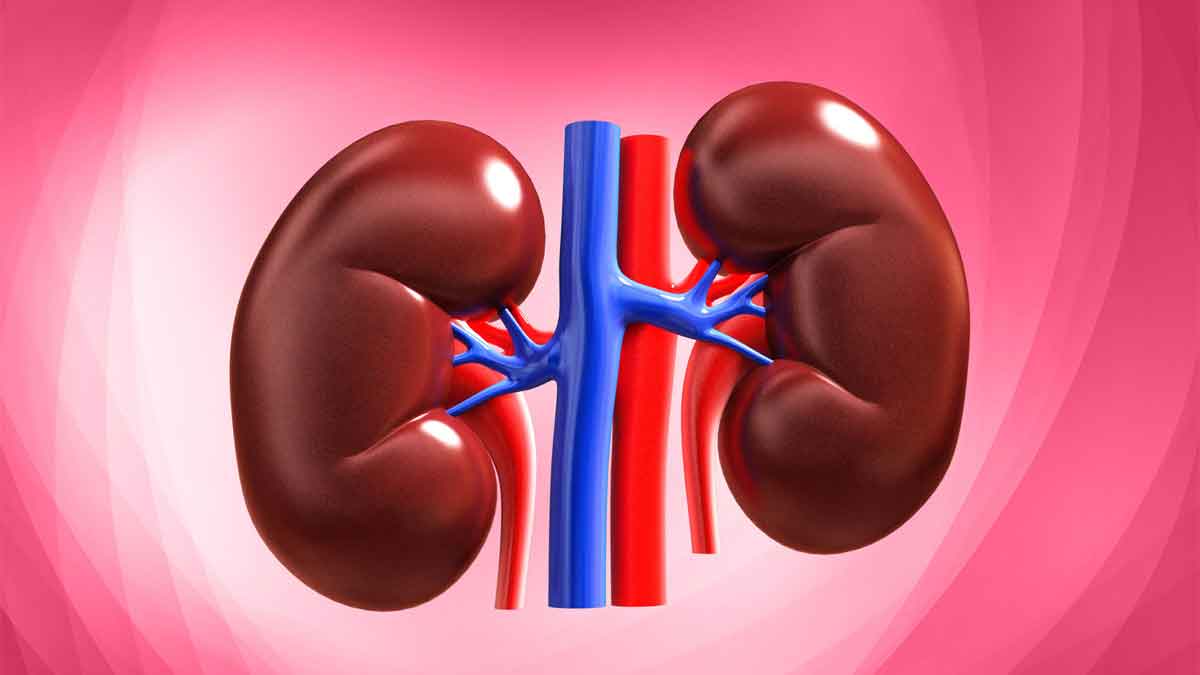Kidneys : ఈ లక్షణాలు కనిపిస్తున్నాయా.. అయితే మీ కిడ్నీలు డేంజర్లో ఉన్నట్లే..! if you have these signs and symptoms then your Kidneys are in danger