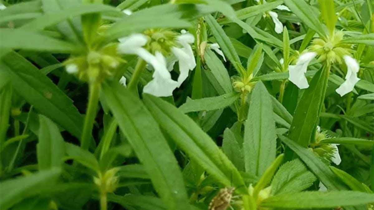 Thummi Plant : ఈ మొక్క ఎంత అద్భుతమైందో తెలుసా..? మన చుట్టూ పరిసరాల్లోనే పెరుగుతుంది..! Thummi Plant benefits must take this to your home