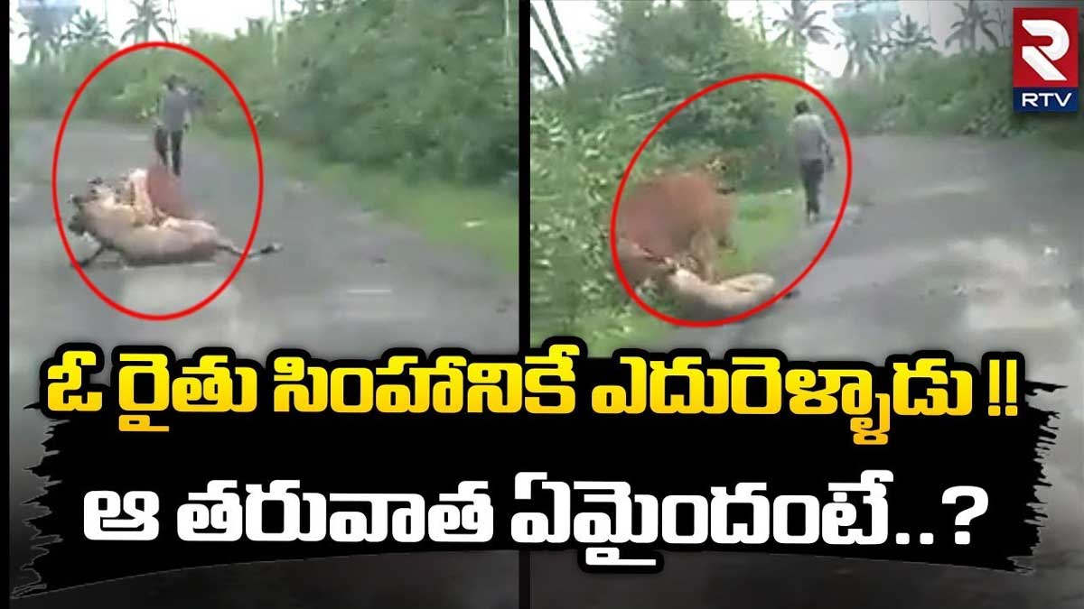 Viral Video : రైతు తెగువ.. వట్టి చేత్తో సింహానికే ఎదురు వెళ్లాడు..! Viral Video farmer daring step towards lion
