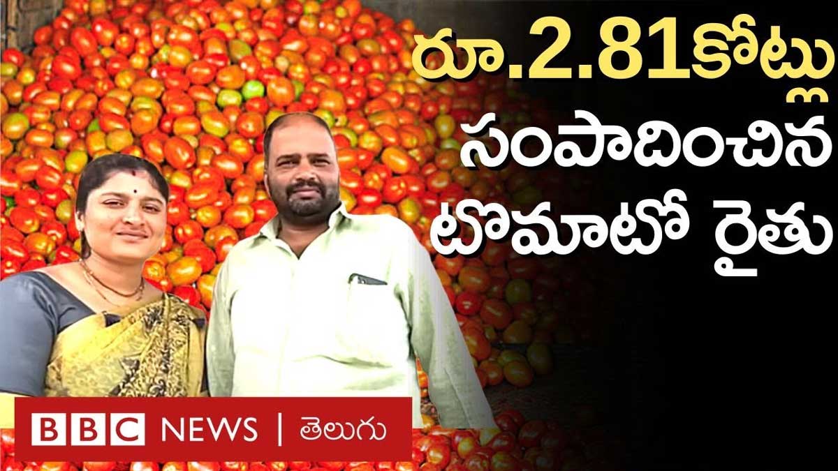 Tomato Farmer : రైతుని కోటీశ్వరున్ని చేసిన టమోటా.. నెలలో కోటిన్నర ఆదాయం.. Tomato Farmer earned rs 2.81 crores