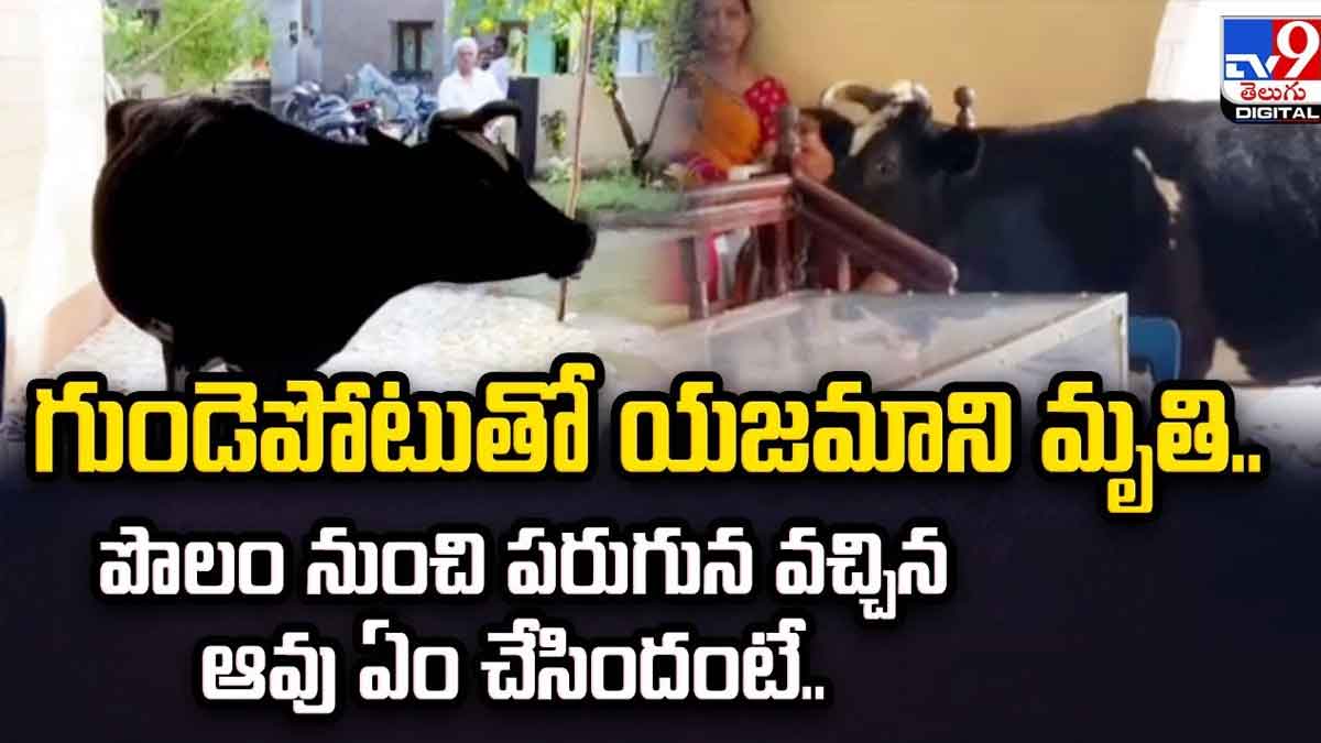 Cow : యజమాని మృతితో పరుగున వచ్చేసిన ఆవు.. ఏం చేసిందంటే..! what this cow did after its owners death